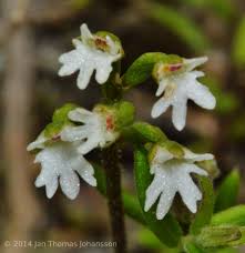 Image result for Holothrix villosa