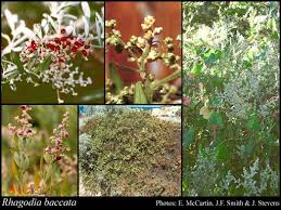 Image result for Rhagodia