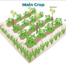 Cook's has been entrusted to manage and operate the services for his honor and glory. Pdf Microbiome Innovation In Agriculture Development Of Microbial Based Tools For Insect Pest Management