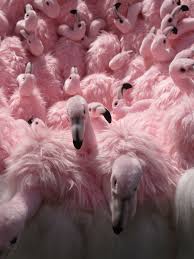 Follow Iamscotii For More Pins Everyday Flamingo Hayvanlar Guzel Kuslar