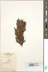 Image result for Afrocarpus usambarensis