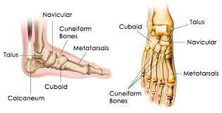 bones of the foot diagram