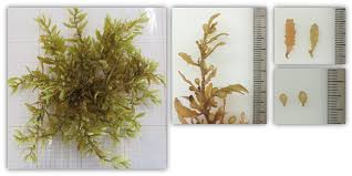 Sargassum monitoring© invented the maps of the areas impacted by sargassum in 2018, in just two years we've had more than 2 million visitors ! Sargazo Flotante Iii Sargazo Pelagico En El Atlantico Mexicano Inaturalist