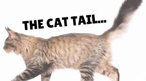 Hi, my cat doesnt normally go out side., but last night he got out and was left out until morning. What Percentage Of Bone Is In Your Cat S Tail Two Crazy Cat Ladies Youtube