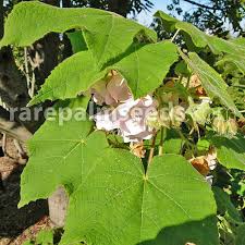 Image result for Dombeya