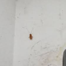found a blonde cockroach hiding under