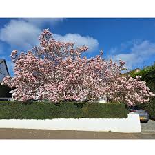 Image result for magnolia soulangeana