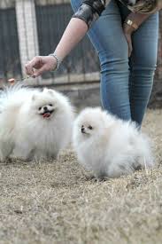 pinterest jenmacho2 instagram jen macho snapchat jen51 kopek turleri sevimli kopek yavrulari yavru kopek