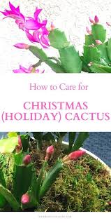 Being a native to tropical forests, it prefers to draw. How To Care For Holiday Cactus Aka Christmas Thanksgiving And Easter Cactus Natalie Linda In 2020 Holiday Cactus Diy Container Gardening Christmas Cactus