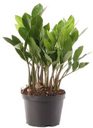 We did not find results for: Costa Farms Live Indoor 10in Tall Green Zz Plant Indirect Sunlight In 6in Grower Pot Walmart Com Walmart Com