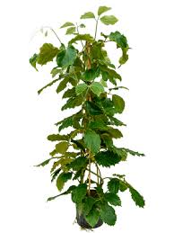 Image result for Tetrastigma