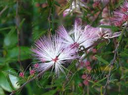 Image result for Calliandra brevipes