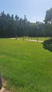 Image result for Thesium megalocarpum