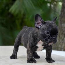 At poetic french bulldogs, we believe in breeding the prettiest, healthiest, most unique french bulldog puppies in florida and the country. Akc Reg Health French Bulldog Puppies For Sale In Jacksonville Florida Classified Americanlisted Com