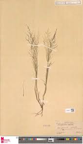 Image result for Eragrostis mildbraedii