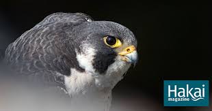 Image result for Gray 1972 Fleet