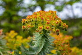 Image result for Euphorbia serratifolia