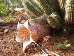 Image result for Streptopetalum serratum