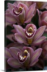 Orchid Flowers Of Sikkim India In 2021 Orchid Flower Orchids Flowers