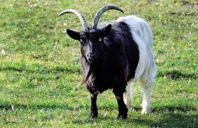 Pin By Thanasis Mosxopoulos On Pets Wild Life Goats Goat Meaning Wildlife