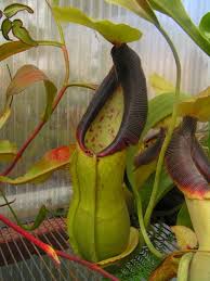 Black And White Images Of Pitcher Plant Nursery Tour Slideshow Carnivorous Plants Plant Nursery Pitcher Plant