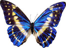 Free for commercial use ✓ no attribution required . 89 264 Blue Butterfly Photos Free Royalty Free Stock Photos From Dreamstime