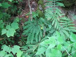 Image result for Adiantum patens