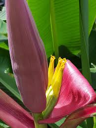 Image result for Musa sp. (Ornamental bananas)