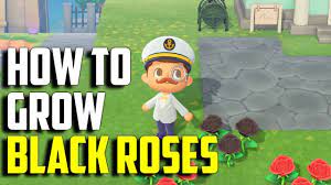 Black, purple, and blue flowers are easy to get in animal crossing with a. How To Grow Black Roses Black Roses Acnh Animal Crossing New Horizons Black Roses Black Roses Youtube