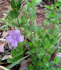 Image result for Ruellia cordata
