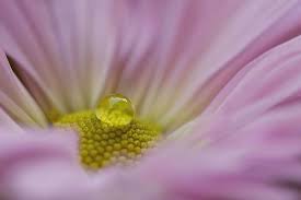 Enjoy the convenience of safe and secure ordering online 24 hours a day. Flowers The Perfect Model Beautiful Photos By Tammy Schild The Photo Argus Perfect Model Flowers Photography Macro Photos