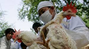 Avian influenza treatment in birds such as poultry and chickens is a very difficult task ever in the field industry. Ybejfsruebidjm