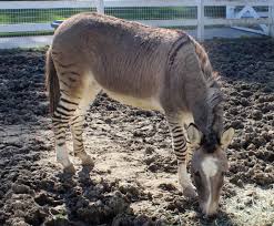 Maybe you would like to learn more about one of these? Zebroid Explore Tumblr Posts And Blogs Tumgir