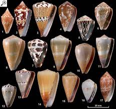 Family Conidae Plate 3 Of 3 Tropical Species Uncommonly Found In Northern Nsw 1 Conus Acutangulus 2 Conus Ammiralis Sea Shells Beach Ocean Art Shells