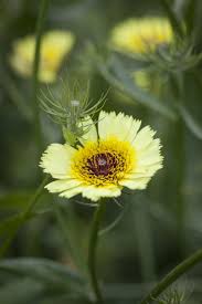 Image result for Tolpis capensis