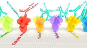 Spike Protein Nih Director S Blog