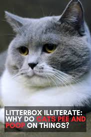 Pin On Recommendations For Cats