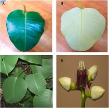 Image result for Cryptolepis