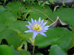Image result for Nymphaea nouchali