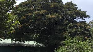 Image result for Ocotea