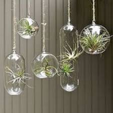 It also comes with a waterproof. 27 Hanging Glass Terrariums Ideas Hanging Glass Terrarium Glass Terrarium Terrarium