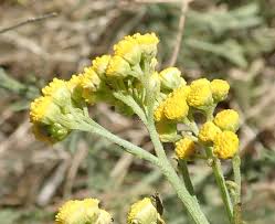 Image result for Nidorella resedifolia