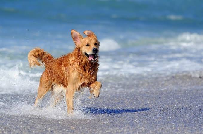Golden Retriever Animal Facts - Canis lupus familiaris - A-Z Animals