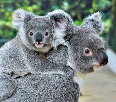 Koala Back Ride Koala Baby Animals Funny Baby Animals Pictures
