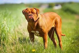 Hunde , katzen , pferde , kleintiere , nutztiere , reptilien , fische , vögel. Bordeaux Dogge Die Wichtigsten Informationen Bei Medpets Medpets At