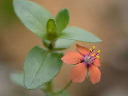 Image result for Anagallis barbata