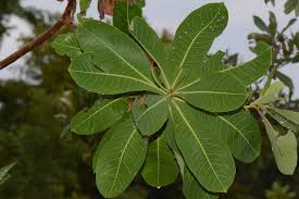 Image result for Brachystegia boehmii