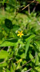 Image result for Calyptocarpus vialis