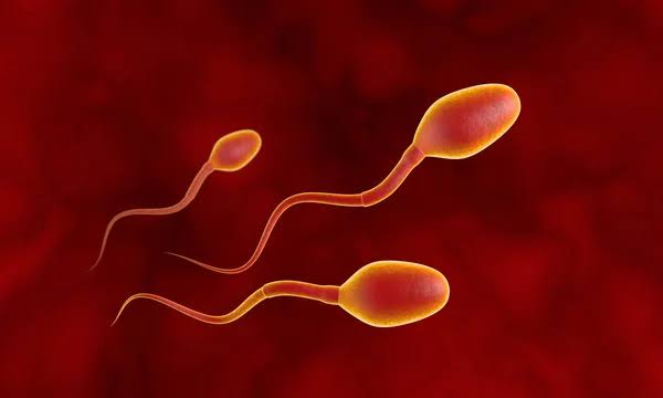 Human sperm Stock Photos, Royalty Free Human sperm Images | DepositPhotos