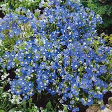 Image result for Nemesia zimbabwensis